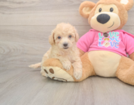 7 week old Poochon Puppy For Sale - Puppy Love PR