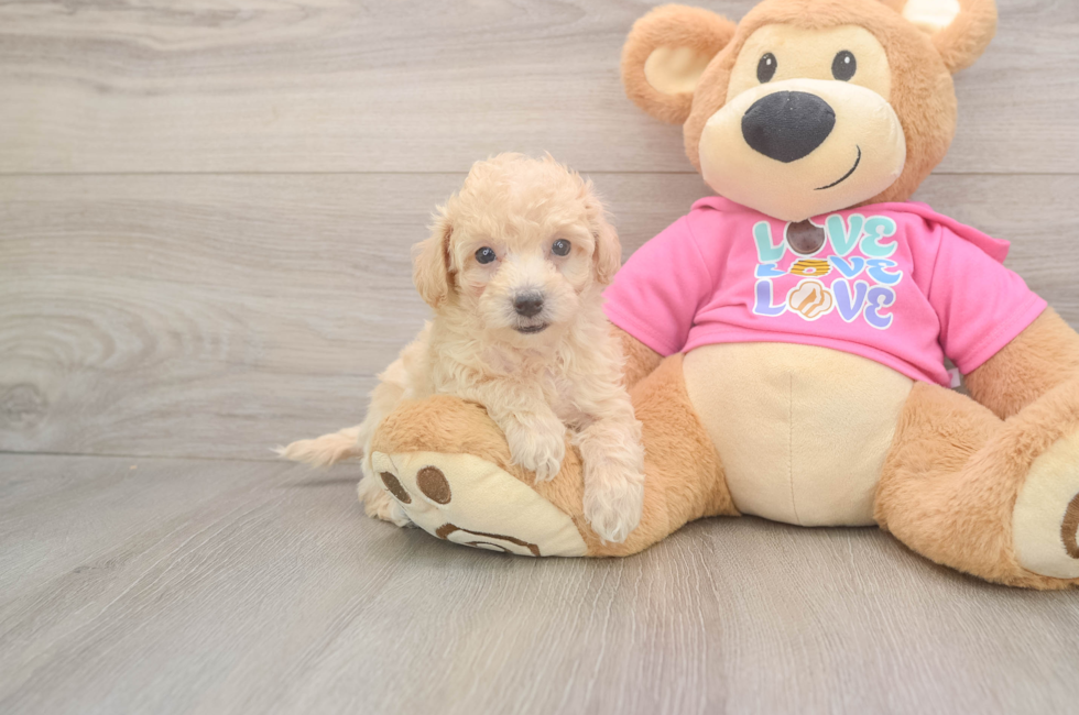 5 week old Poochon Puppy For Sale - Puppy Love PR