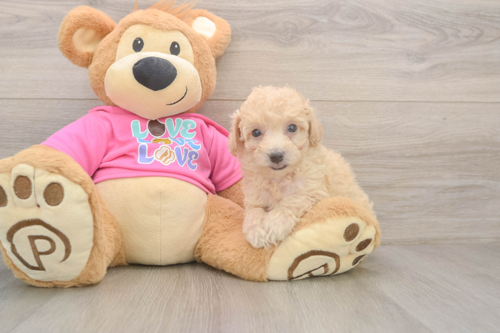 Best Poochon Baby