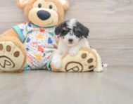 8 week old Poochon Puppy For Sale - Puppy Love PR
