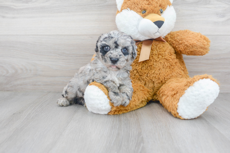 Cute Poochon Poodle Mix Pup