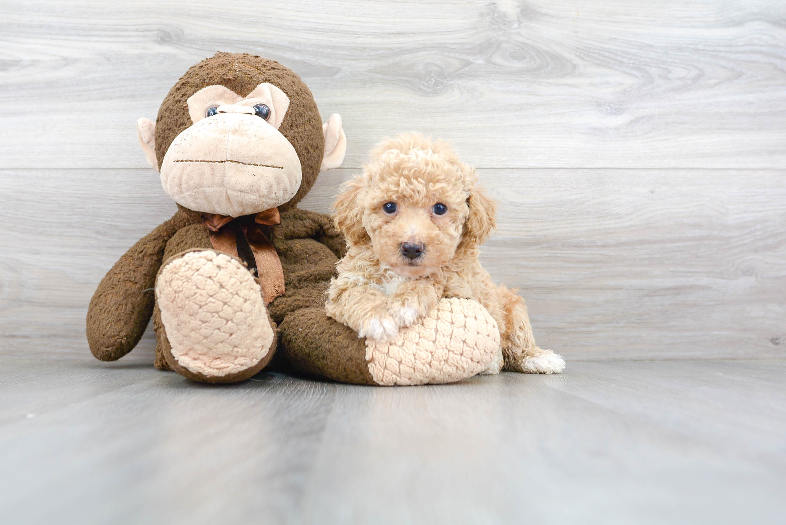 Cute Bichpoo Poodle Mix Puppy