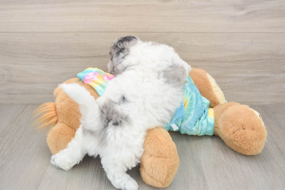 Best Poochon Baby