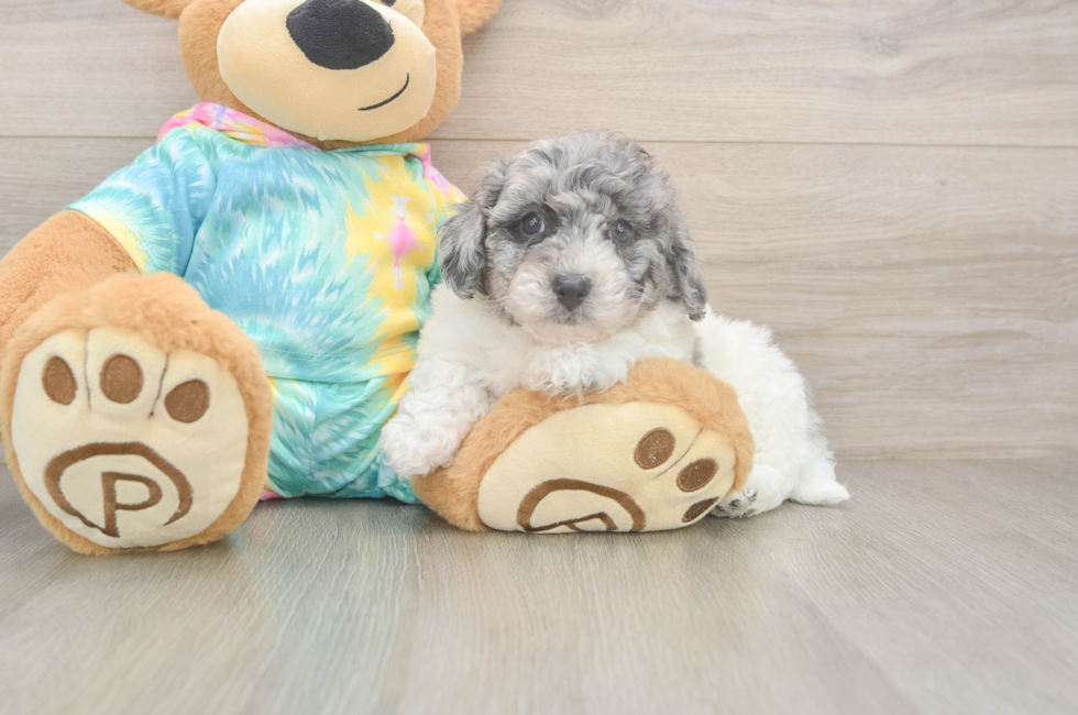6 week old Poochon Puppy For Sale - Puppy Love PR