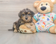 7 week old Poochon Puppy For Sale - Puppy Love PR