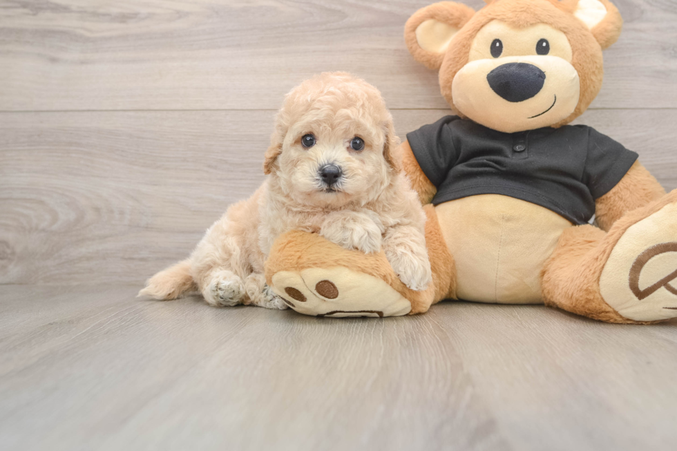 Fluffy Poochon Poodle Mix Pup