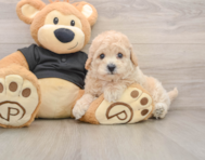 6 week old Poochon Puppy For Sale - Puppy Love PR