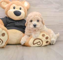 5 week old Poochon Puppy For Sale - Puppy Love PR
