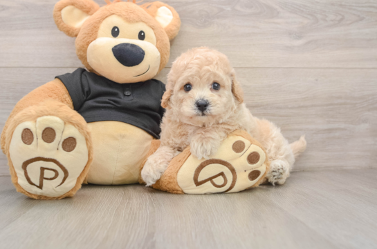 Poochon Puppy for Adoption