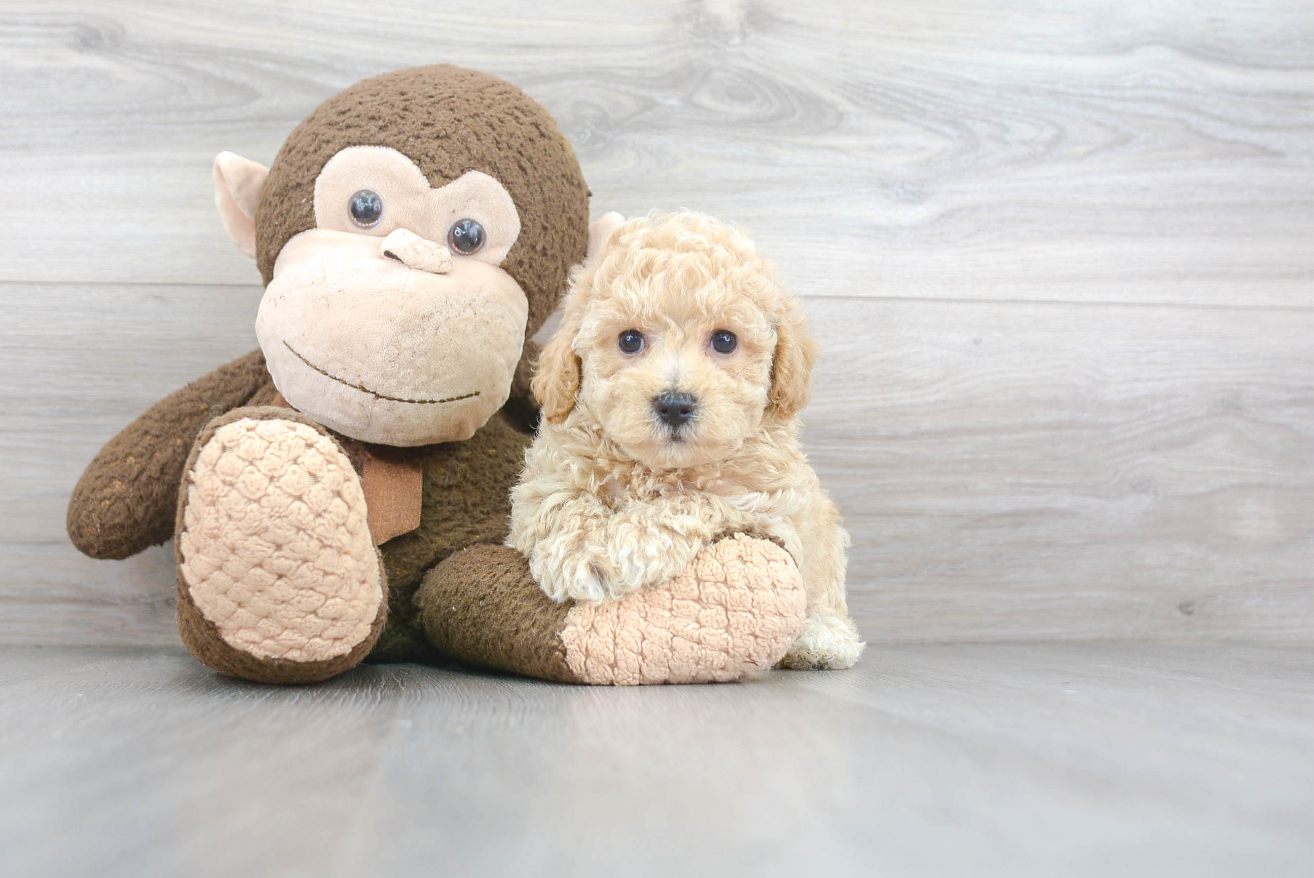 Cute Poochon Poodle Mix Pup