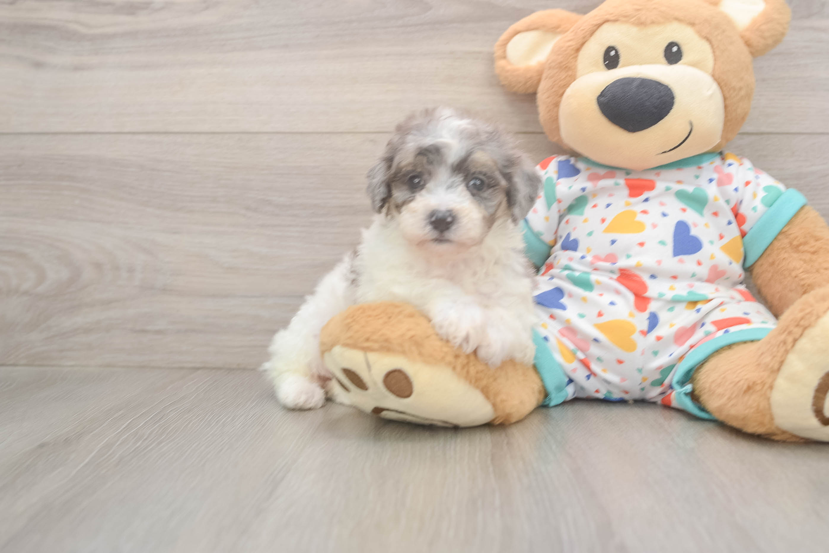 Poochon Puppy for Adoption