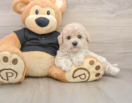6 week old Poochon Puppy For Sale - Puppy Love PR