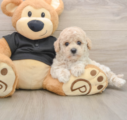 6 week old Poochon Puppy For Sale - Puppy Love PR