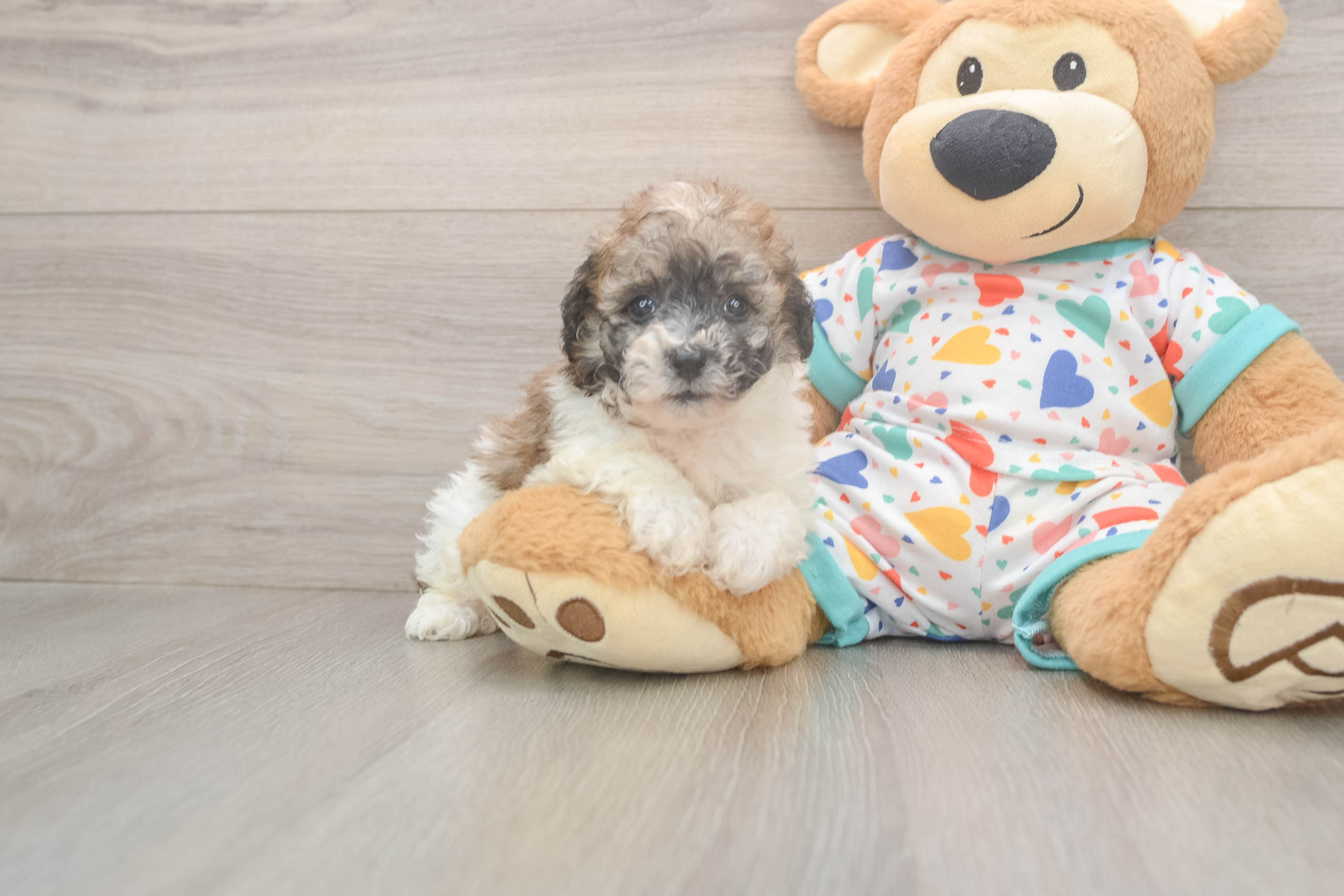 Energetic Bichpoo Poodle Mix Puppy