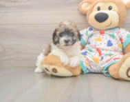 8 week old Poochon Puppy For Sale - Puppy Love PR