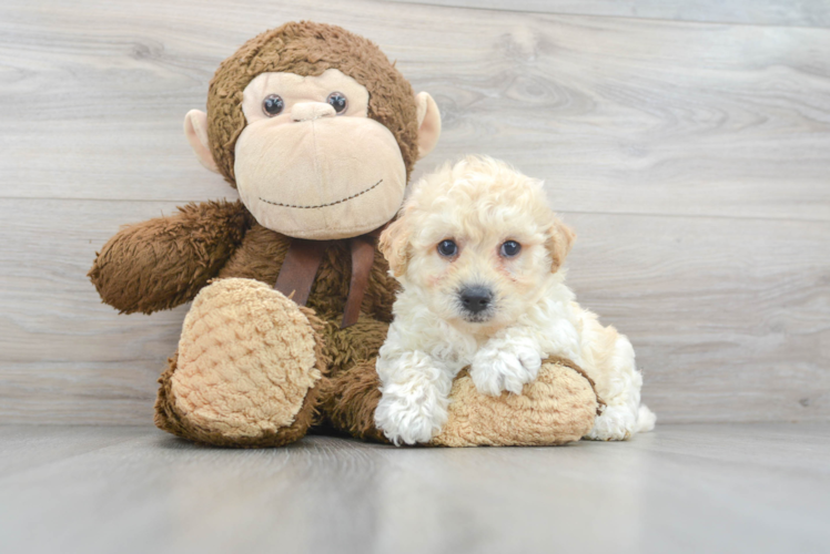 Meet Bruce - our Poochon Puppy Photo 1/3 - Puppy Love PR Best Poochon Baby
