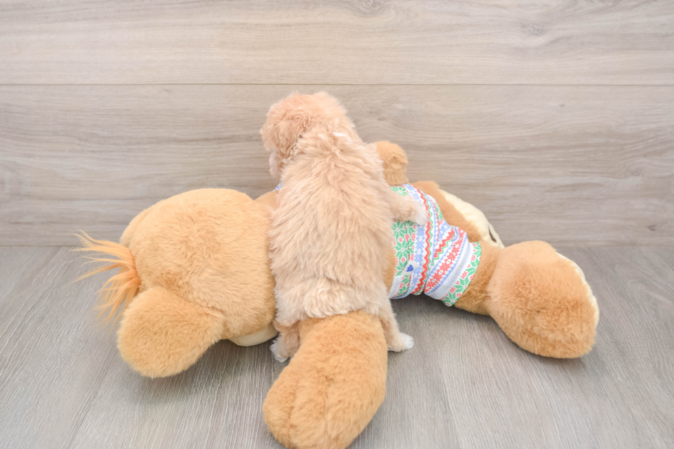 Poochon Pup Being Cute