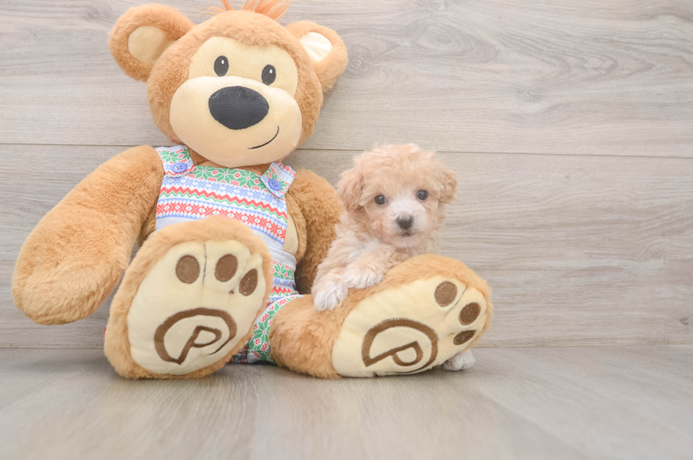 5 week old Poochon Puppy For Sale - Puppy Love PR