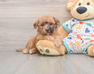 8 week old Poochon Puppy For Sale - Puppy Love PR