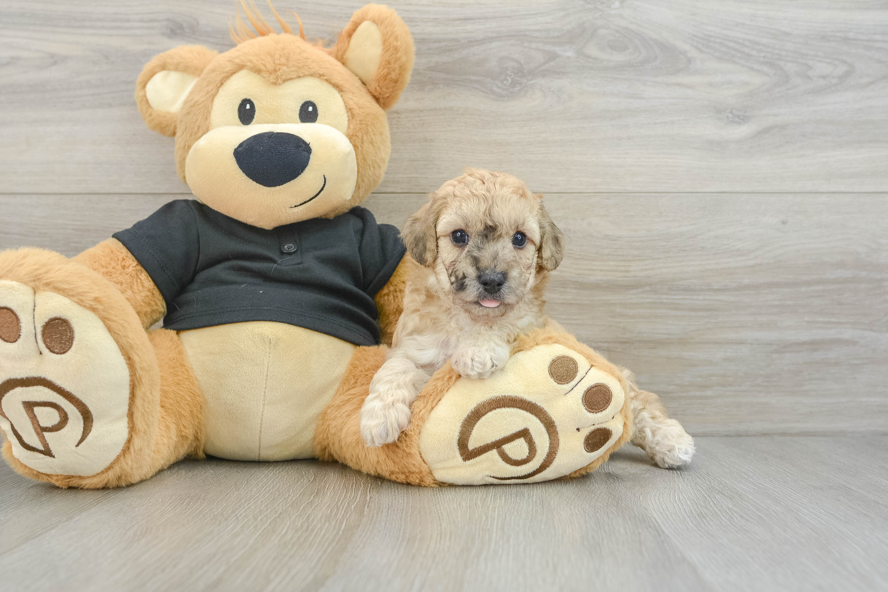 Poochon Pup Being Cute