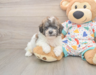 8 week old Poochon Puppy For Sale - Puppy Love PR