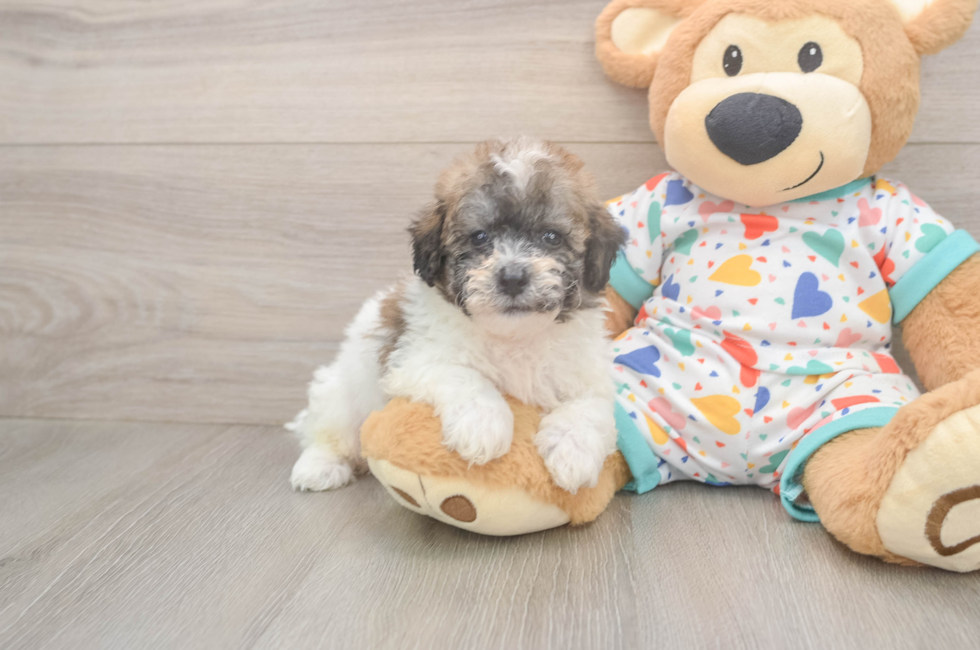 7 week old Poochon Puppy For Sale - Puppy Love PR