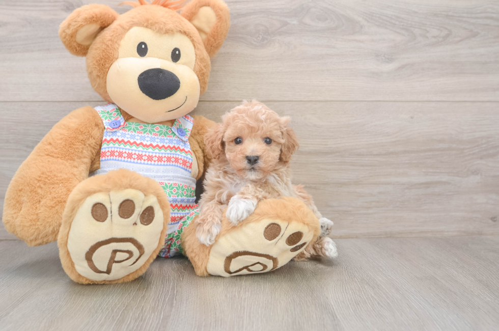 5 week old Poochon Puppy For Sale - Puppy Love PR