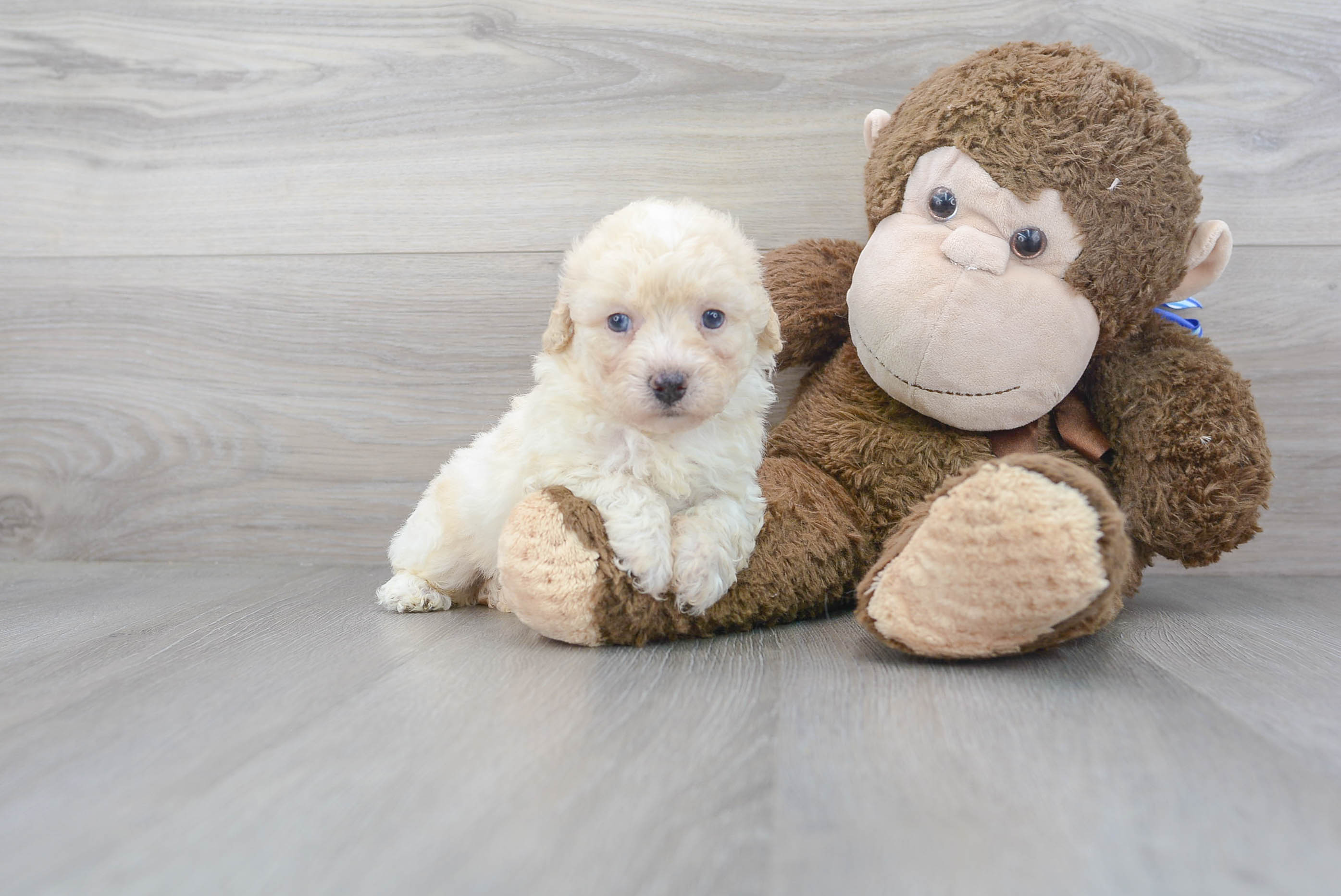 Cute Poochon Poodle Mix Pup
