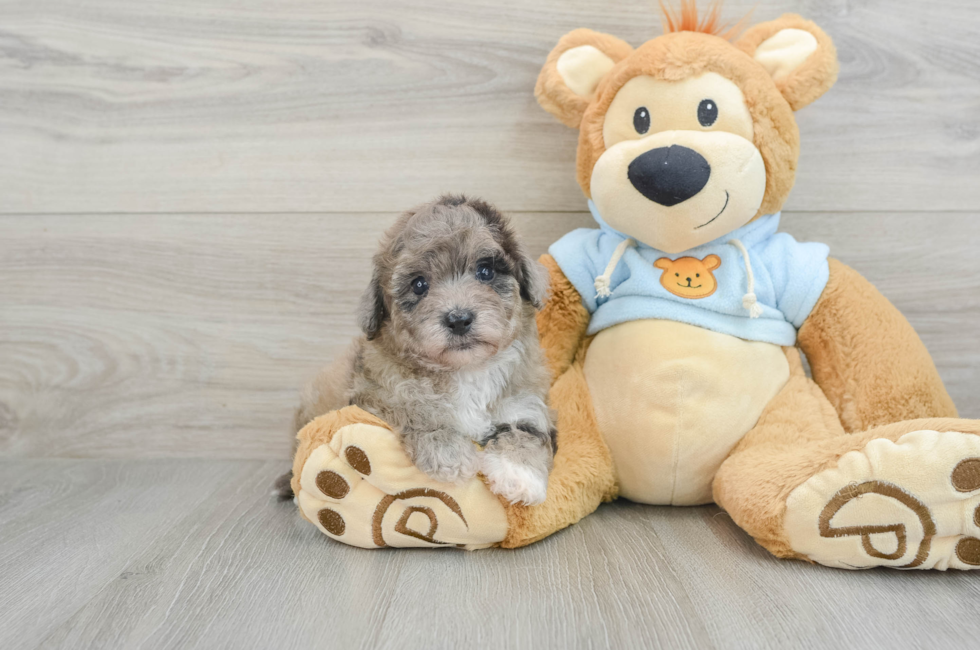 9 week old Poochon Puppy For Sale - Puppy Love PR
