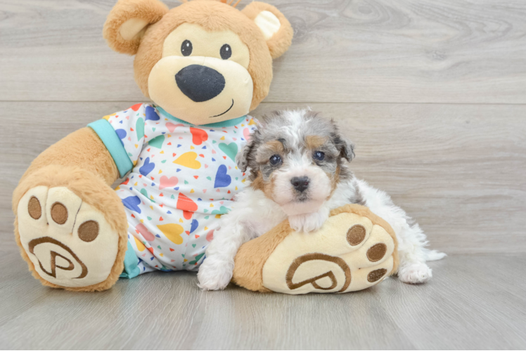 Poochon Pup Being Cute