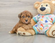 5 week old Poochon Puppy For Sale - Puppy Love PR
