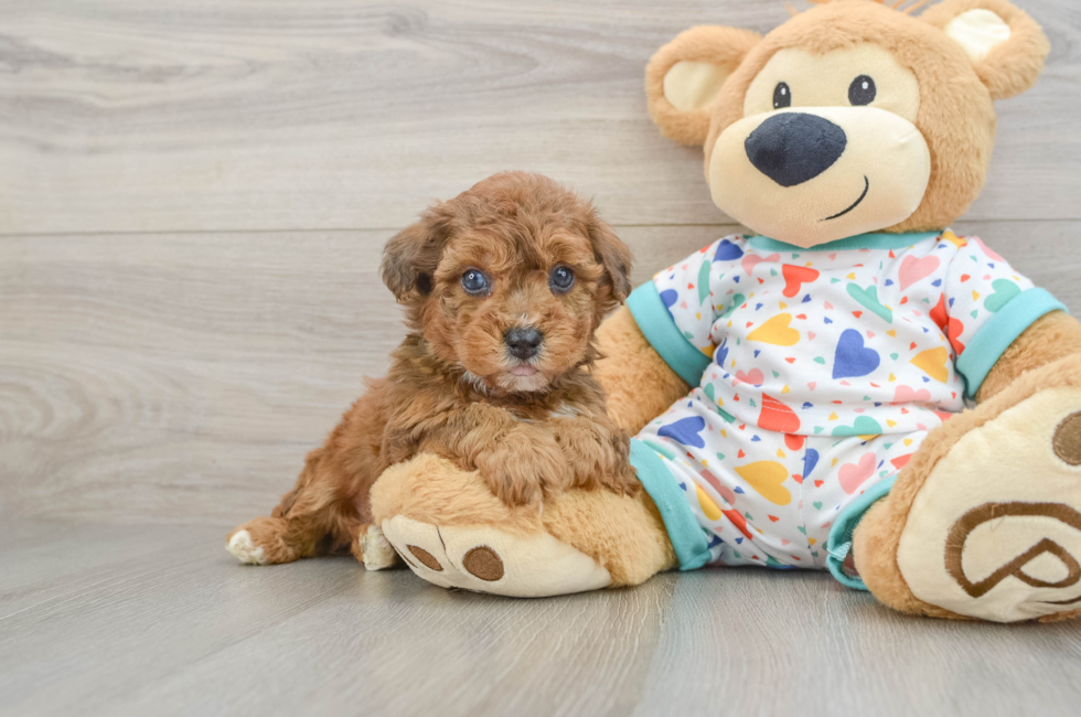 5 week old Poochon Puppy For Sale - Puppy Love PR