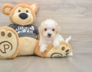 5 week old Poochon Puppy For Sale - Puppy Love PR