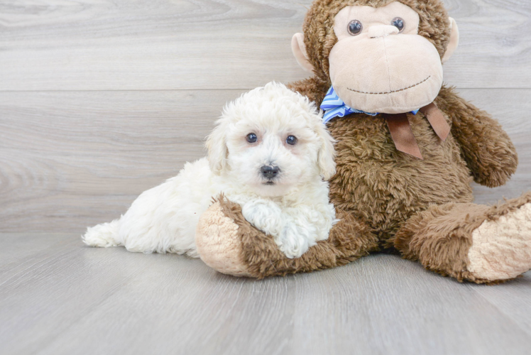 Meet Caesar - our Poochon Puppy Photo 1/3 - Puppy Love PR Cute Poochon Poodle Mix Pup