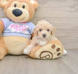 5 week old Poochon Puppy For Sale - Puppy Love PR