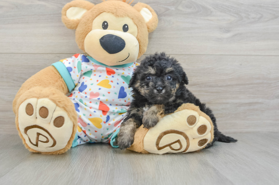 5 week old Poochon Puppy For Sale - Puppy Love PR
