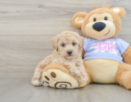 6 week old Poochon Puppy For Sale - Puppy Love PR