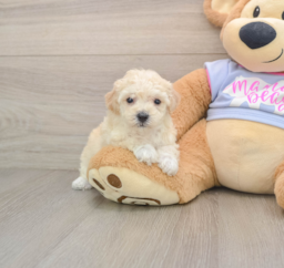 5 week old Poochon Puppy For Sale - Puppy Love PR