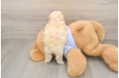 Fluffy Poochon Poodle Mix Pup