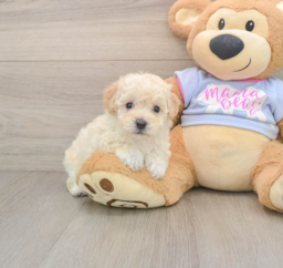 5 week old Poochon Puppy For Sale - Puppy Love PR