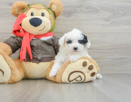 8 week old Poochon Puppy For Sale - Puppy Love PR