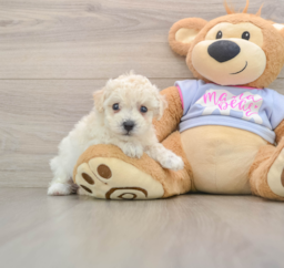5 week old Poochon Puppy For Sale - Puppy Love PR