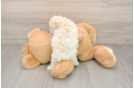 Poochon Puppy for Adoption