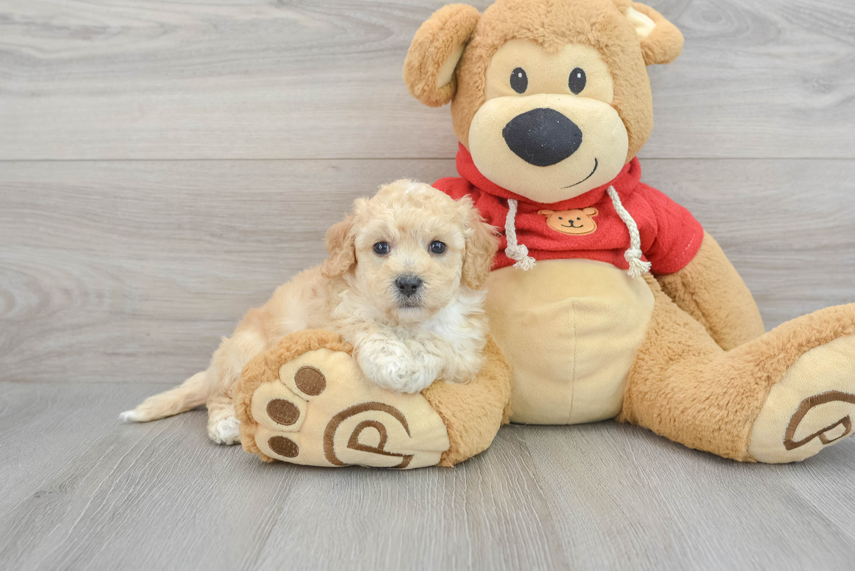 Adorable Bichpoo Poodle Mix Puppy