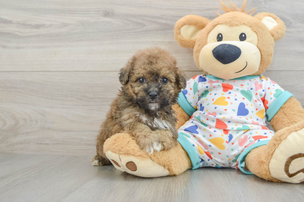 5 week old Poochon Puppy For Sale - Puppy Love PR