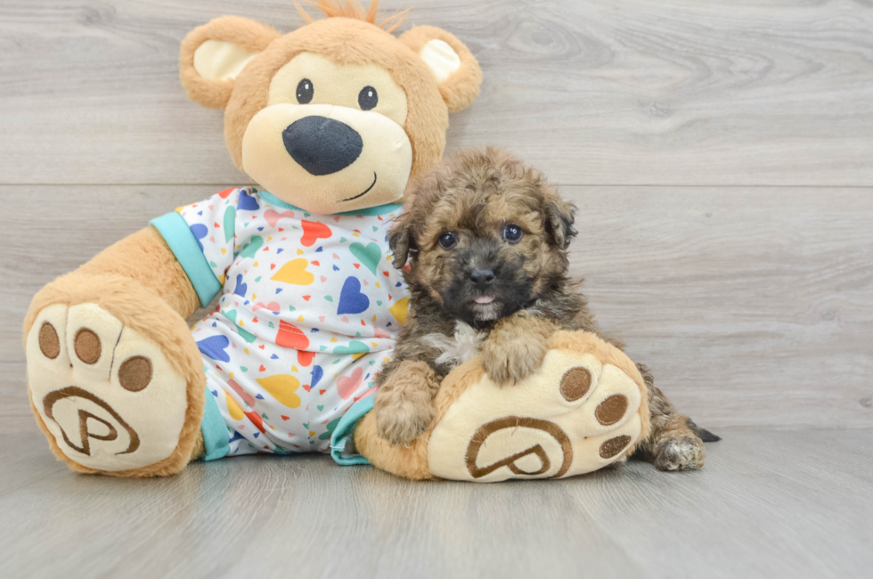 5 week old Poochon Puppy For Sale - Puppy Love PR