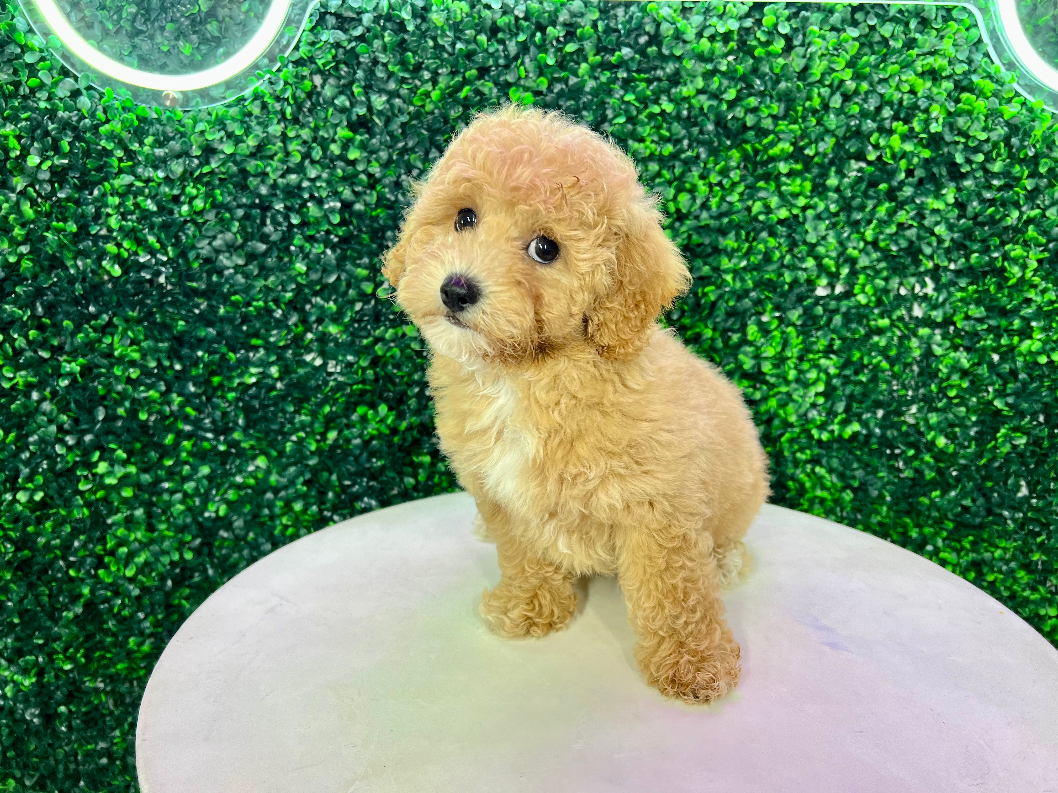 Cute Bichpoo Poodle Mix Puppy