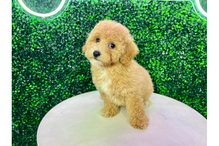 Cute Bichpoo Poodle Mix Puppy