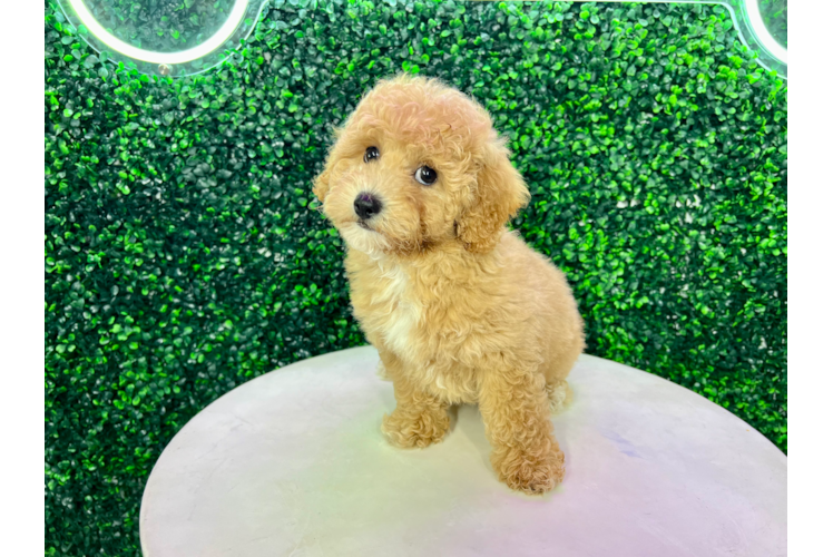 Meet Cheerio - our Poochon Puppy Photo 1/4 - Puppy Love PR Cute Bichpoo Poodle Mix Puppy