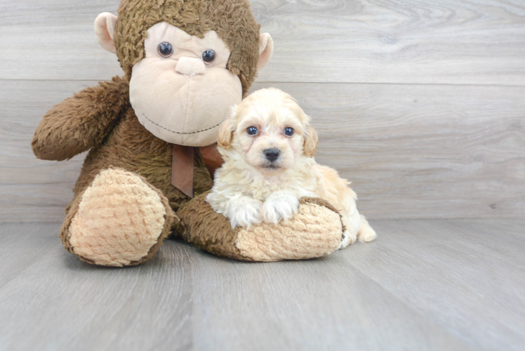 Meet Cheerio - our Poochon Puppy Photo 1/3 - Puppy Love PR Cute Poochon Baby